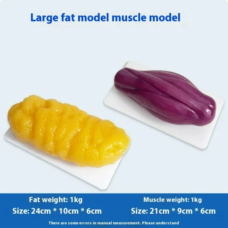 Human Muscle and Fat Replicas  - Nutrition For Health Fitness & Sport Melvin Williams 评论和价格