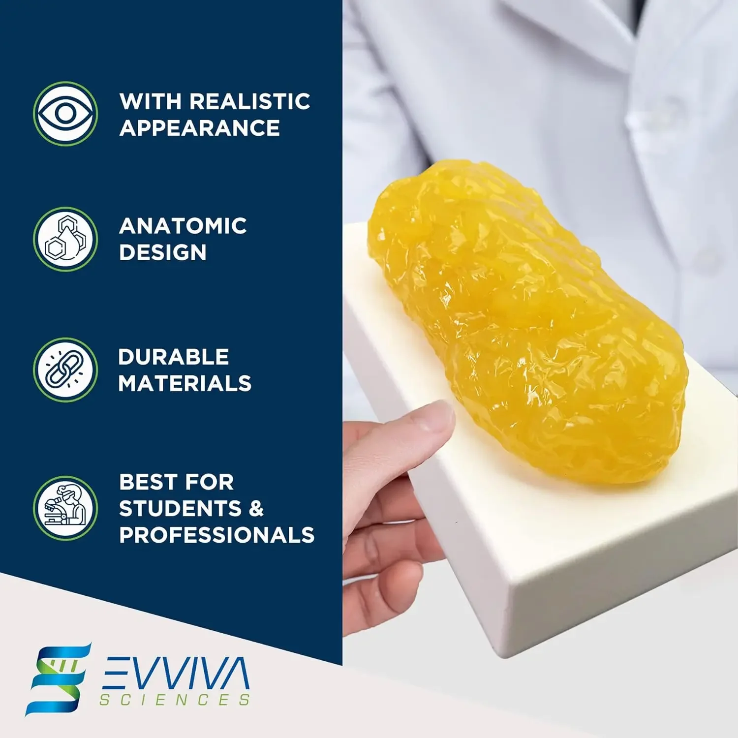 Human Muscle and Fat Replicas  - Nutrition For Health Fitness & Sport Melvin Williams 评论和价格